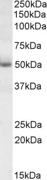 IHC-plus™ GATA3 Antibody (aa2-14)