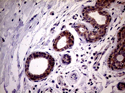 PCMT1 Antibody (aa60-285, clone OTI4A4, Carrier-free)