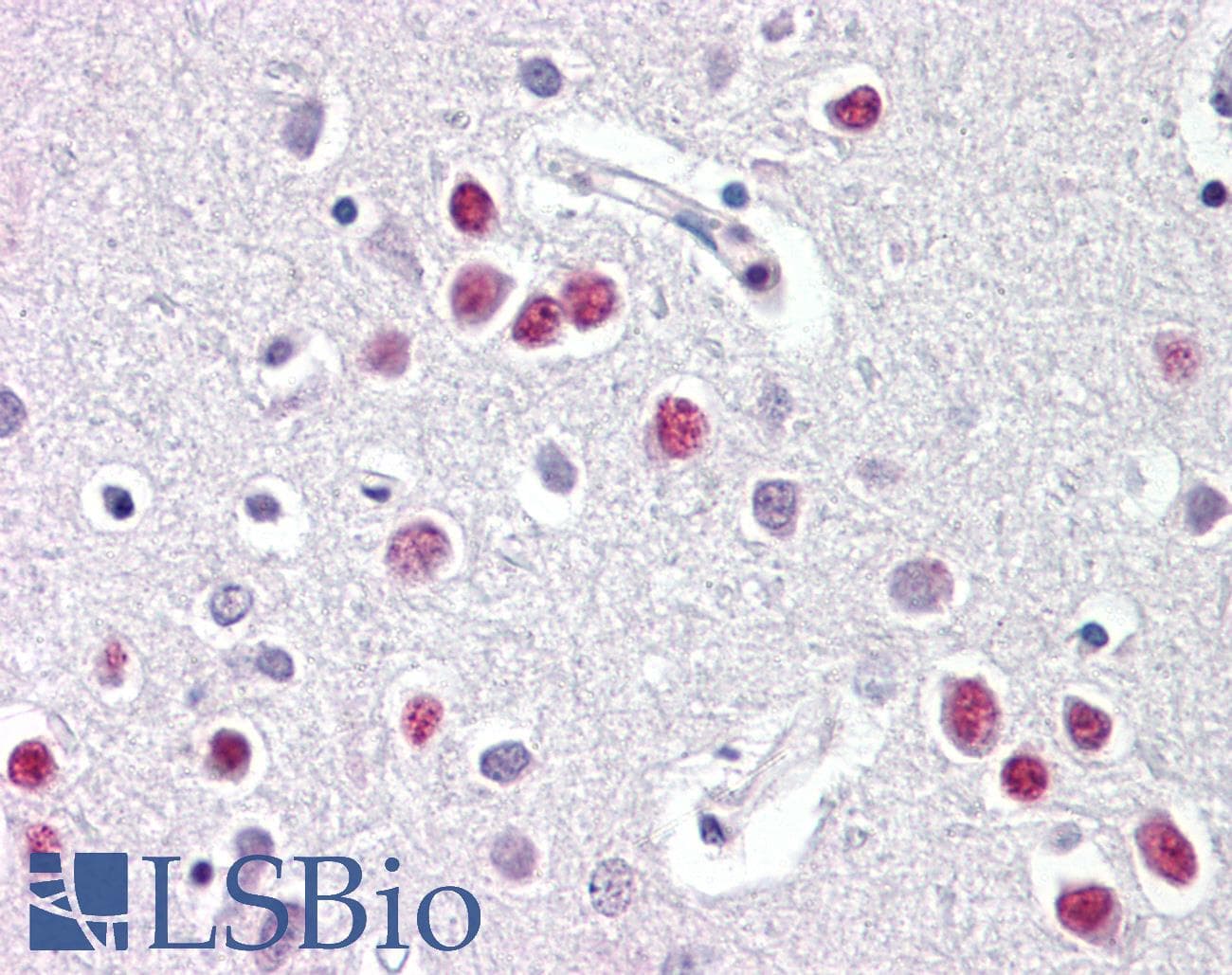 NR1D1 Antibody (aa290-339)