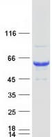 Human SNTG1 Protein (Recombinant Myc-DDK (Flag))