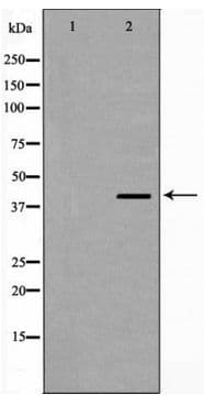 GJA1 / CX43 / Connexin 43 Antibody