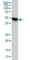 PSMC3 Antibody (clone 1B9)