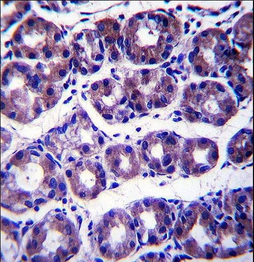 SLC41A2 Antibody (aa35-63)