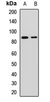 SEL1L Antibody