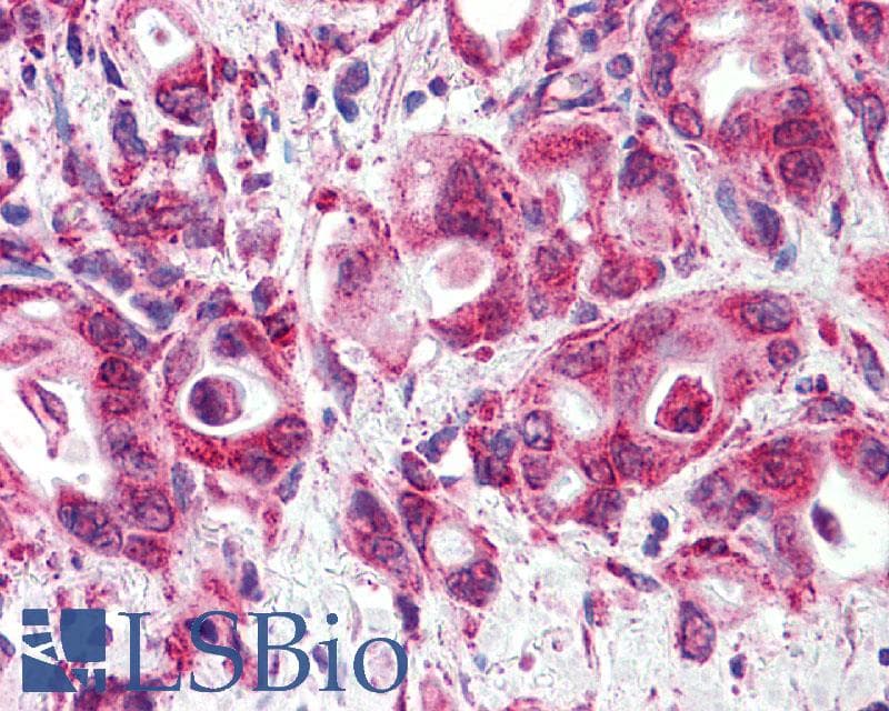 PathPlus™ Polyclonal Rabbit anti-Human GLP1R / GLP-1 Receptor Antibody (N-Terminus, IHC, IF, WB)