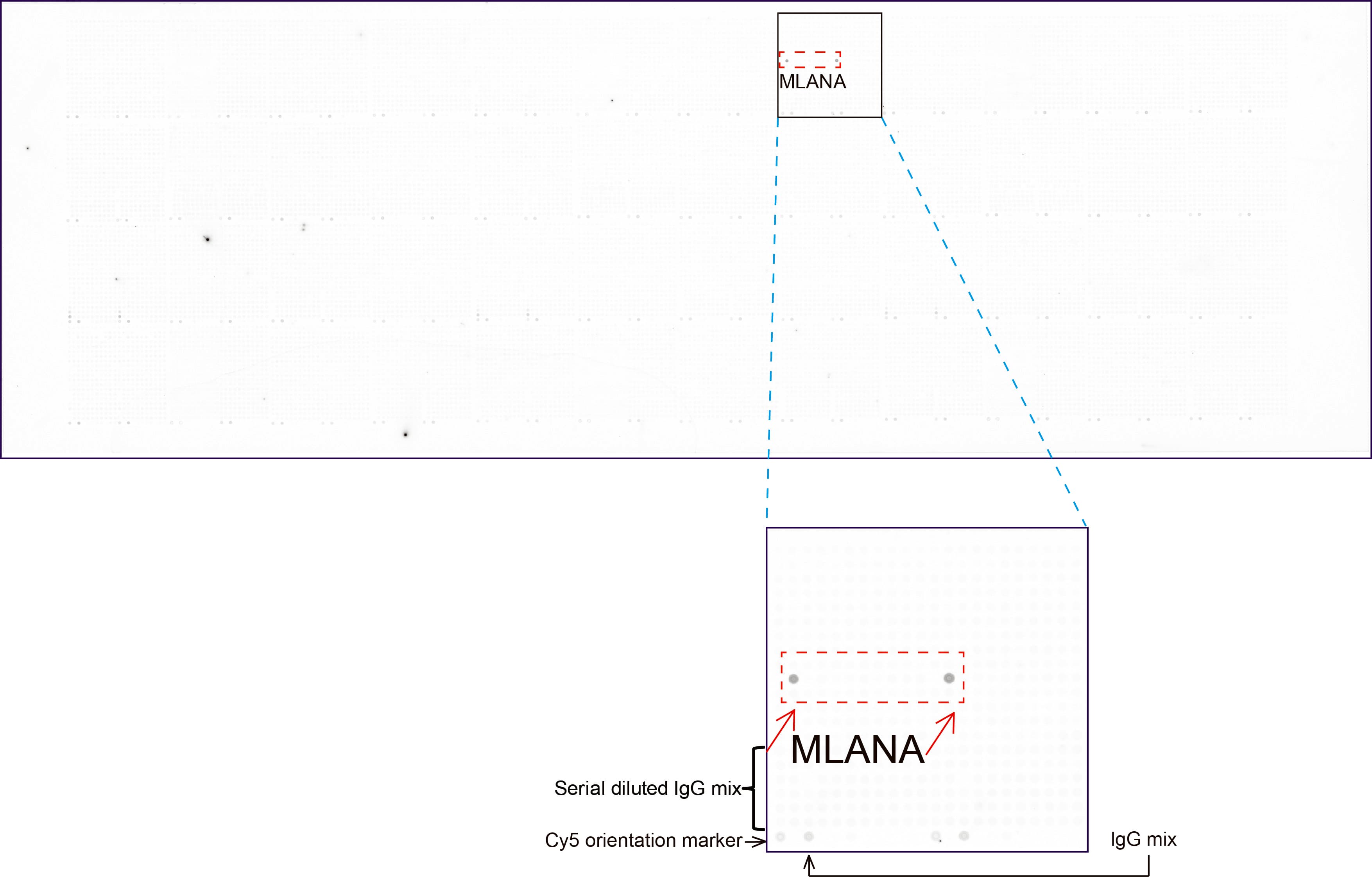 MLANA / Melan-A Antibody (aa48-118, clone UMAB217, Carrier-free)