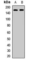 KTN1 / Kinectin Antibody