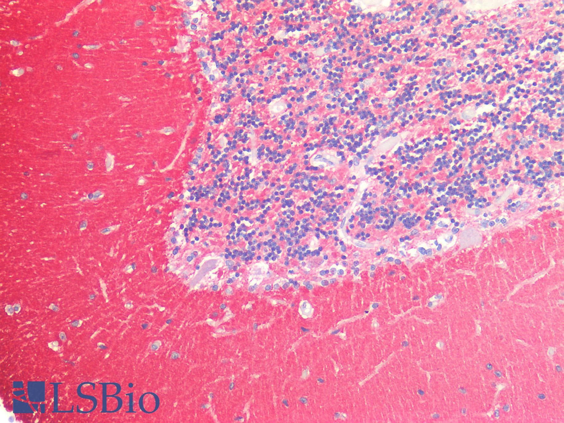 PathPlus™ SNAP25 Antibody