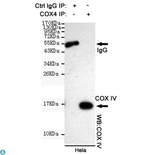 COXIV / COX4 Antibody