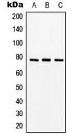SLC15A1 / PEPT1 Antibody (Internal)