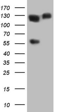 MCM2 Antibody (clone OTI3B6)