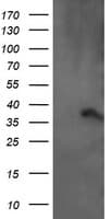 ARMC1 Antibody (clone OTI2G8, Carrier-free)