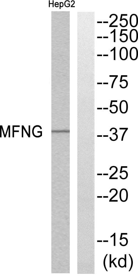 Polyclonal Rabbit anti-Human MFNG / Manic Fringe Antibody (WB)