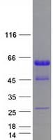 Human SPP1 / Osteopontin Protein (Recombinant Myc-DDK (Flag))