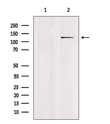USP43 Antibody
