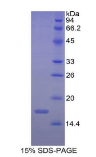 Mouse RNLS / Renalase Protein (Recombinant His)
