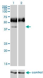 CD33 Antibody (clone 2D12-G4)