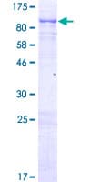 Human CAPN5 / Calpain 5 Protein (Recombinant GST)