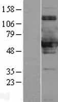 SNX8 Protein (Over-Expression Lysate Myc-DDK (Flag))