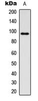 IGF1R / IGF1 Receptor Antibody (phospho-Tyr1161)