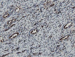 MIPEP Antibody (aa174-516, clone OTI5E7, Carrier-free)
