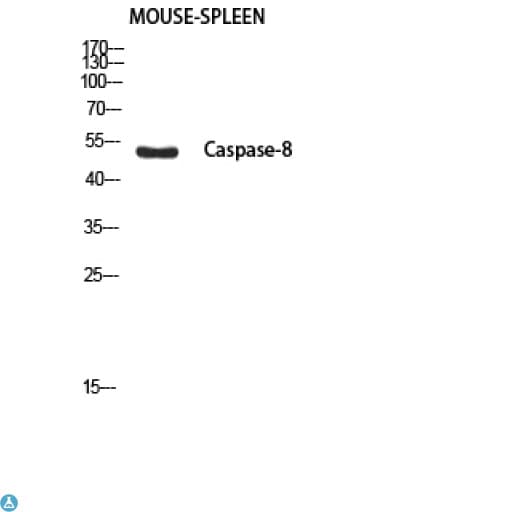 CASP8 / Caspase 8 Antibody