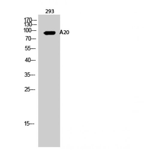 Polyclonal Rabbit anti-Human TNFAIP3 / A20 Antibody (290-370 aa, Internal, IF, WB)