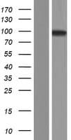 TTLL11 Protein (Over-Expression Lysate Myc-DDK (Flag))