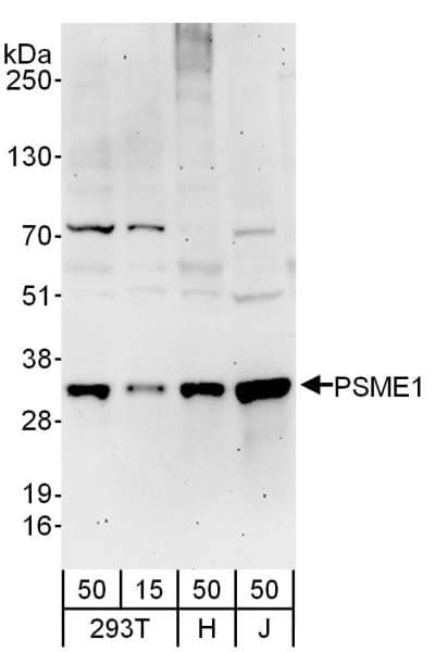 Polyclonal Rabbit anti-Human PSME1 Antibody (aa1-50, WB)