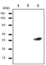 RASSF1 / RASSF1A Antibody (aa1-340, clone 3F3)