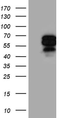 AIFM1 / AIF / PDCD8 Antibody (aa134-483, clone OTI8B8, Carrier-free)