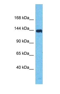 IBTK Antibody (C-Terminus)