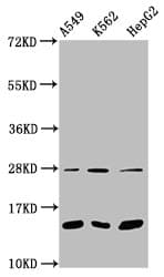 HIST1H2BN Antibody