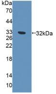 EXO1 Antibody (aa1-250, APC, Cy7)