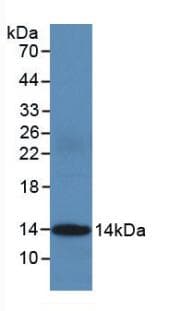 CYCS / Cytochrome c Antibody (Cy3)