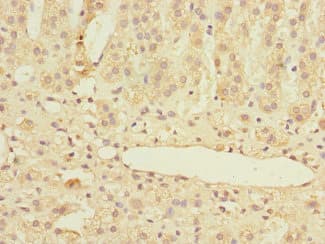 MARCKSL1 Antibody
