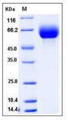 Mouse SLC3A2 / CD98 Heavy Chain Protein (Recombinant His,N-terminus)