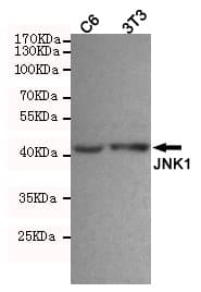 MAPK8 / JNK1 Antibody