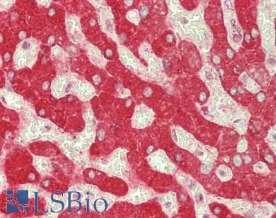 IHC-plus™ MGST1 Antibody (aa25-74)