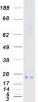 Human TNFSF18 / GITRL Protein (Recombinant Myc-DDK (Flag))