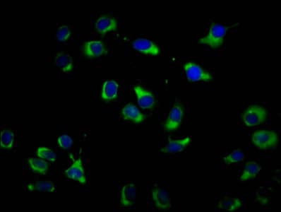 Encephalopsin / OPN3 Antibody