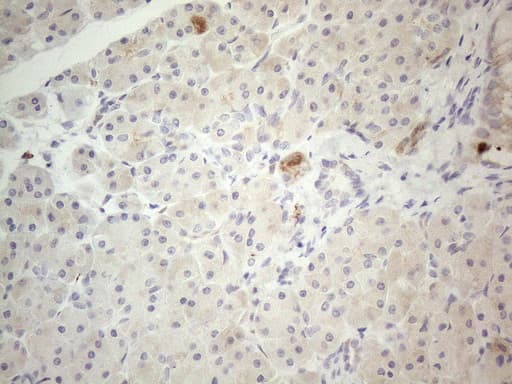 GRN / Granulin Antibody (aa327-593, clone OTI4B9)