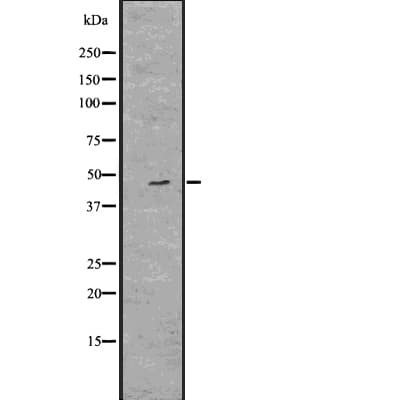 GDF2 / BMP9 Antibody