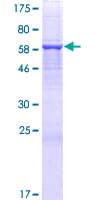 Human FAM46C Protein (Recombinant GST)