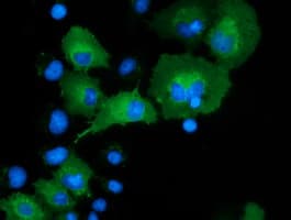 Monoclonal Mouse anti-Human DNAJA2 Antibody (clone OTI2A2, IHC, IF, WB)