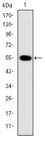 IHC-plus™ IRAK4 / IRAK-4 Antibody (clone 2H9)