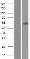 CPVL Protein (Over-Expression Lysate Myc-DDK (Flag))