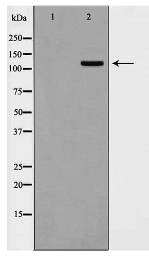 Polyclonal Rabbit anti-Human KSR2 Antibody (IF, WB)