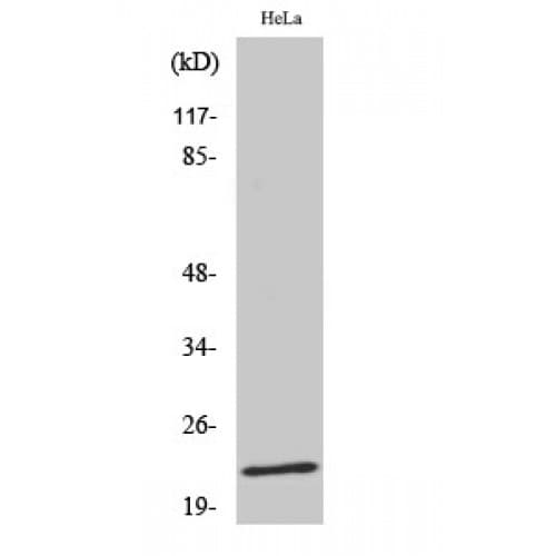 CAV1 / Caveolin 1 Antibody (1-80 aa)