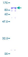 Human PPEF / PPEF1 Protein (Recombinant GST)